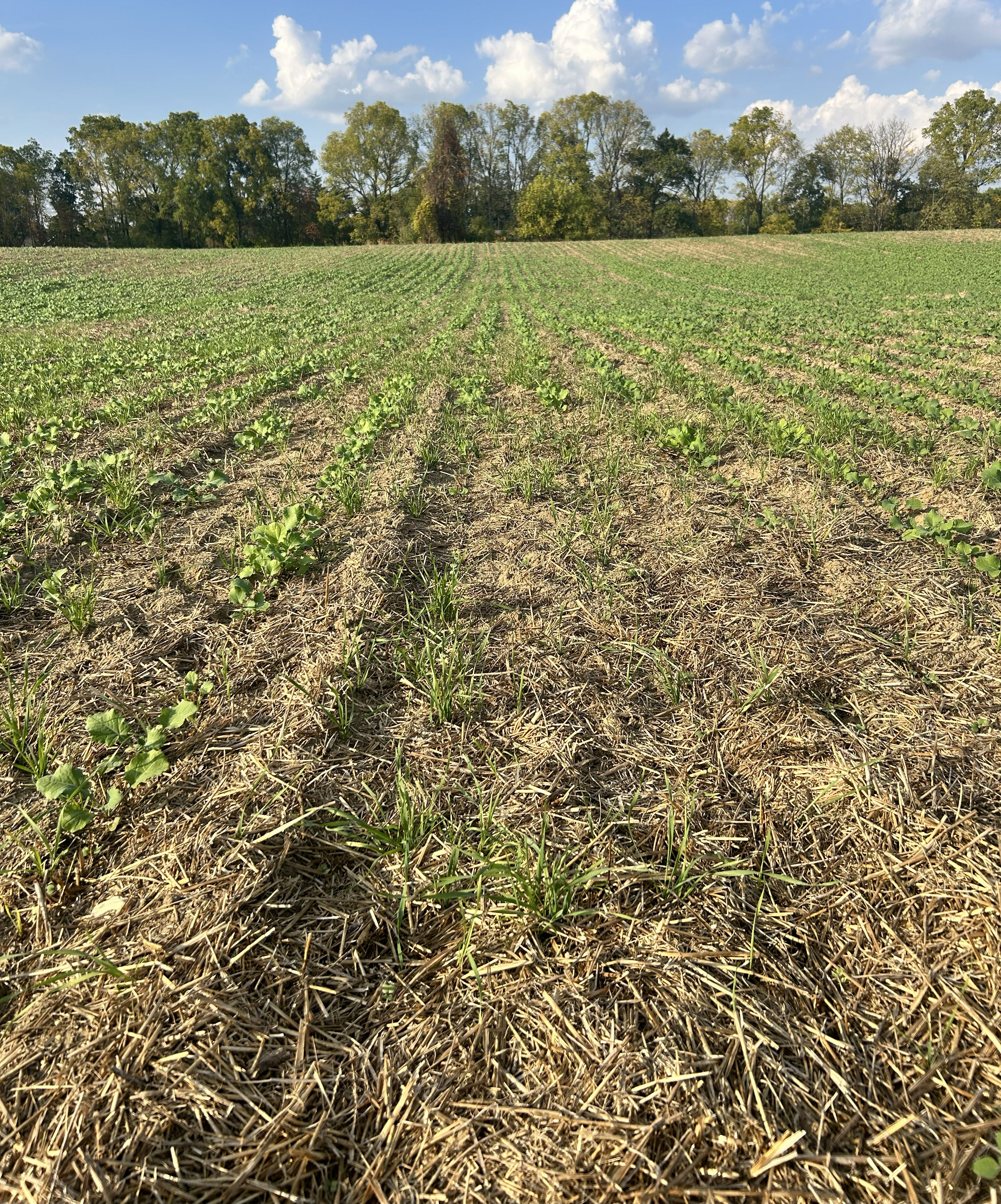 Canola emerging in a non-uniform residue distribution.